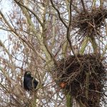 bird-nests-277515_1280