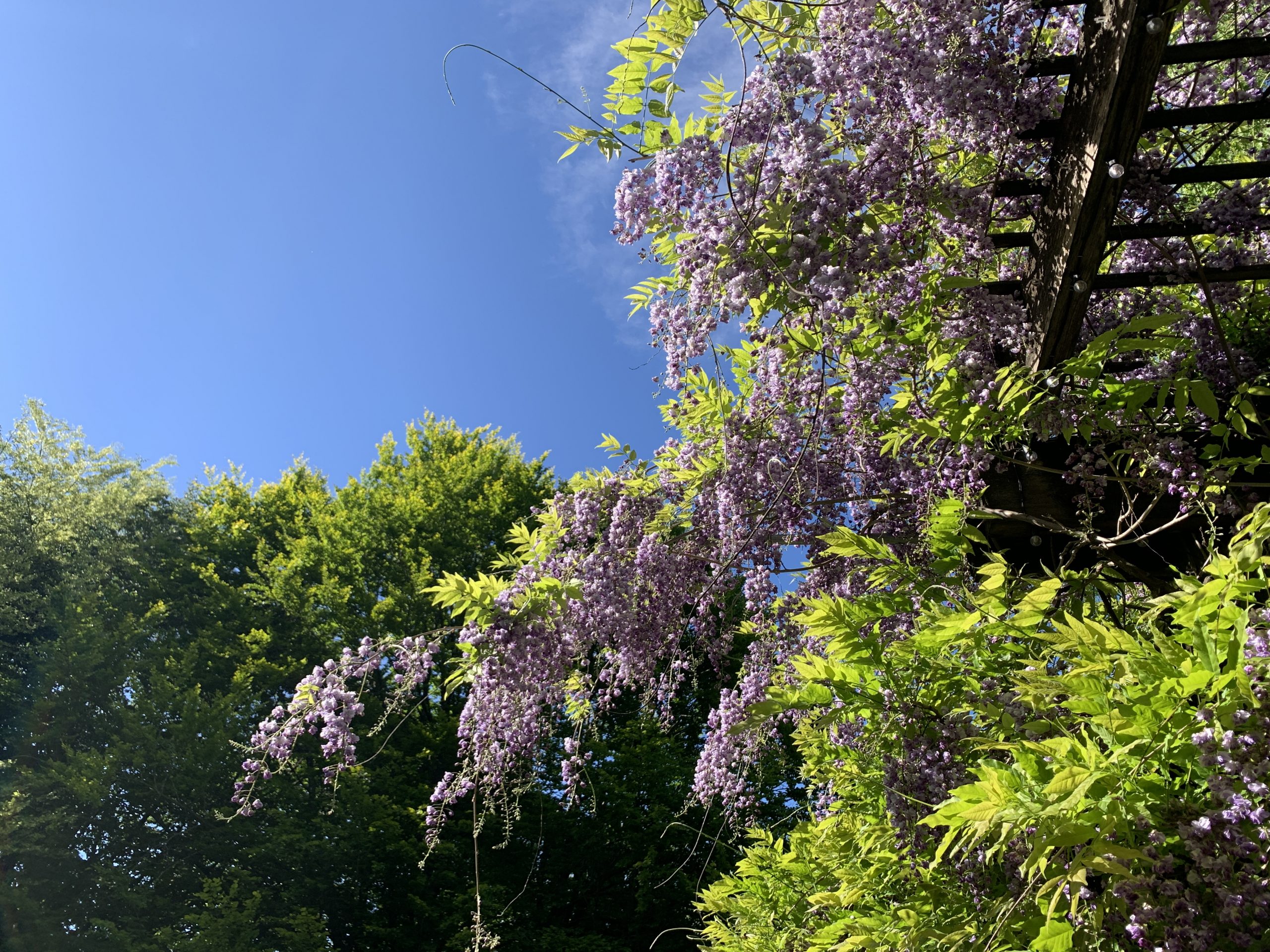 Navitour バンデューセン植物園 Oops うっぷす カナダ バンクーバー情報誌 Navitour バンデューセン植物園 Oops うっぷす カナダ バンクーバー情報誌